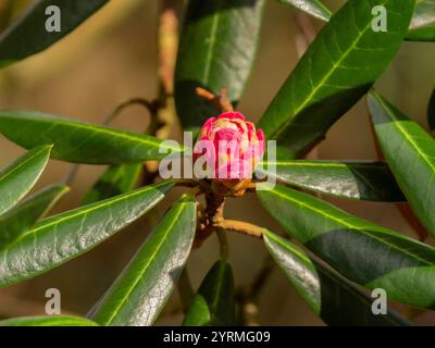 Le bourgeon fulvum de Rhododendron montre des teintes roses vibrantes entourées de riches feuilles vertes, indiquant une nouvelle croissance au printemps. Banque D'Images