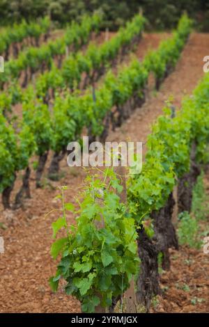 Italie, Sardaigne, Sardaigne orientale, région de l'Ogliastra, Jerzu, vignoble Banque D'Images