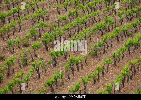 Italie, Sardaigne, Sardaigne orientale, région de l'Ogliastra, Jerzu, vignoble Banque D'Images