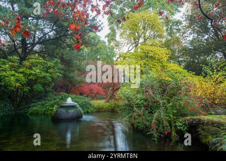 Awe les érables japonais derrière (la sous-espèce avec des feuilles rouges disséquées) dans Leverkusen Japanee garden0 couleur des feuilles d'automne maintenant! Banque D'Images