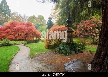 Paysage fantastique à Leverkusen. Jardin japonais en automne avec érable japonais (variété à feuilles disséquées). Allées de jardin et lanterne en pierre. T Banque D'Images