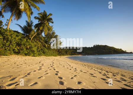 Palmiers à la plage d'Anse Takamaka, île de Mahé, Seychelles Banque D'Images