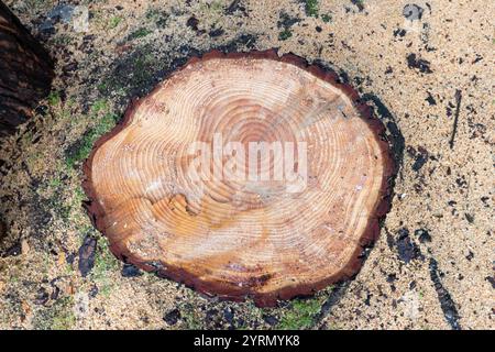 Vue de dessus d'une bûche de pin coupée révélant ses anneaux de croissance, reposant sur un plancher forestier couvert de sciure de bois Banque D'Images