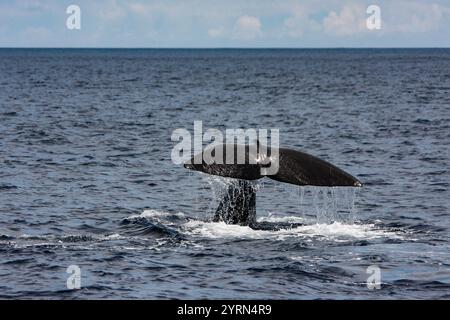 Baleine à cachet plongé avec de l'eau en cascade au-dessus de la surface de l'océan dans une vaste mer ouverte Banque D'Images