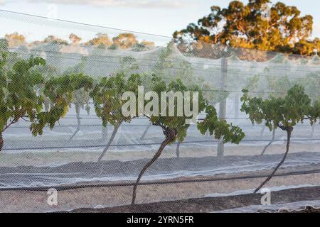 Australie, Victoria, Victoria, Vic, Yarra Valley, vignes de vignoble sous tissu maillé. Banque D'Images