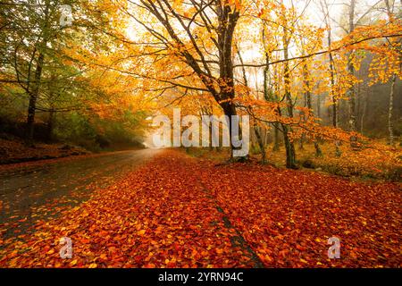 Le sentier de Mata da Albergaria dans le parc national de Geres pendant la saison d'automne, Portugal. Banque D'Images