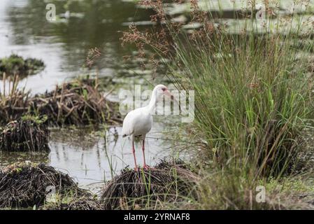 American White Ibis (Eudocimus albus) sur un marais côtier sur la côte de l'État de Vera Cruz au Mexique Banque D'Images