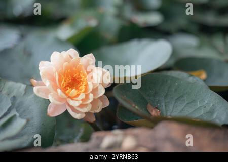 Pune, Inde, fleurs de Lotus, pêche, fleurs de pêche, Lotus dans l'étang Banque D'Images