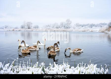 La famille des cygnes nage sur le lac d'hiver au lever du soleil. Couple de cygnes adultes blancs et de petits poussins gris dans l'eau gelée le matin. Arbres neigeux givrés sur fond Banque D'Images