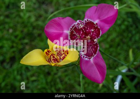 Tiger Iris, Tigridia Pavonia, poussant dans un jardin de chalet, fleurs colorées, magnifique, belle, jaune, fleurs roses Banque D'Images