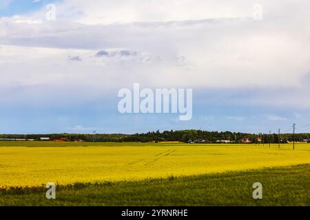 Champ de fleurs de colza jaune s'étendant à l'horizon sous ciel nuageux avec des fermes dispersées et des poteaux électriques. Suède. Banque D'Images