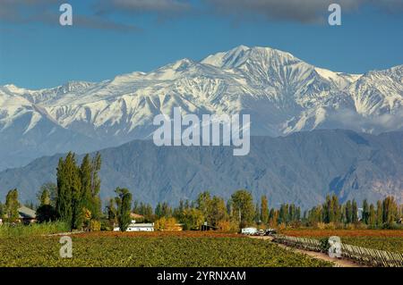 Vignobles et Cerro Tupungato, Bodega, Andes, Lujan de Cuyo, Mendoza, Argentine, Amérique du Sud Banque D'Images