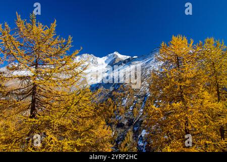 Paysage de montagne, montagne Gran Paradiso, mélèze, automne, Parc National Gran Paradiso, Italie Banque D'Images