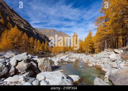 Paysage de montagne, mélèzes, ruisseau de montagne, automne, parc national Gran Paradiso, Italie Banque D'Images