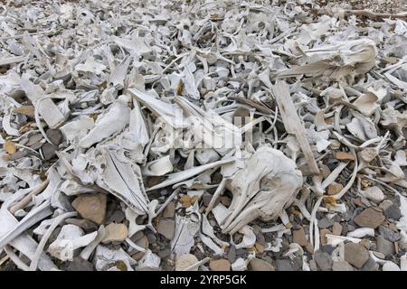 Ossements de bélugas sur le site de capture de baleines Bamsebu sur la péninsule d'Ahlstrand, Bellsund, Svalbard, Norvège Banque D'Images