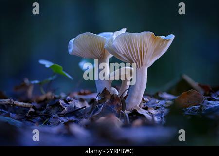 Champignons - Milkcaps dans la forêt d'automne Banque D'Images