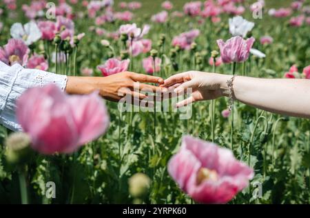 Deux mains de femmes se rencontrent d'un toucher doux, le bout des doigts se brossant légèrement l'une contre l'autre au milieu d'un champ de coquelicots roses se balançant gracieusement dans le vent Banque D'Images