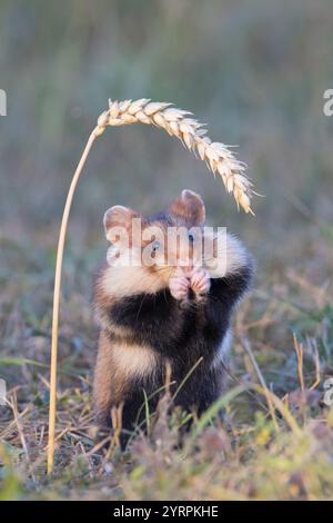 Hamster européen, Cricetus cricetus, hamster adulte mangeant une épi de blé, Autriche Banque D'Images