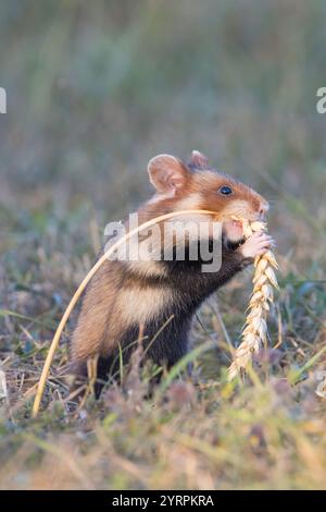 Hamster européen, Cricetus cricetus, hamster adulte mangeant une épi de blé, Autriche Banque D'Images