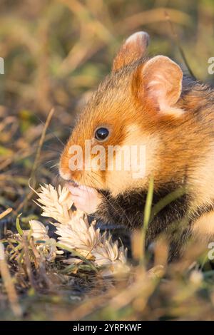 Hamster européen, Cricetus cricetus, hamster adulte mangeant une épi de blé, Autriche Banque D'Images