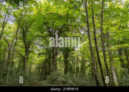 La Foresta Umbra, ancienne forêt de hêtres et une partie du parc national du Gargano, Gargano, Pouilles, Italie, Europe Banque D'Images