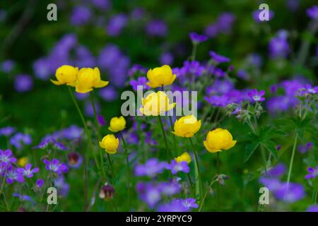 Globeflower, Trollius europaeus, et bec de crane, Geranium sylvaticum, floraison, Vaermland, Suède Banque D'Images