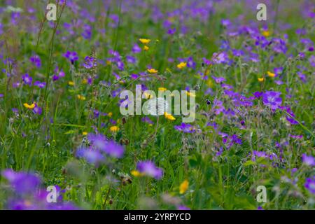 Wood Cranesbill, Geranium sylvaticum, Flowering Wood Cranesbill, Vaermland, Suède Banque D'Images