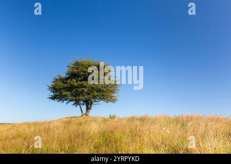 Aubépine, Crataegus monogyna, arbre solitaire, été, Province de Scania, Suède Banque D'Images