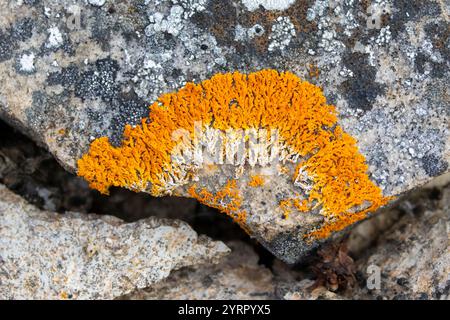 Rusavskia elegans, ascomycète lichénisé, Svalbard, Norvège Banque D'Images