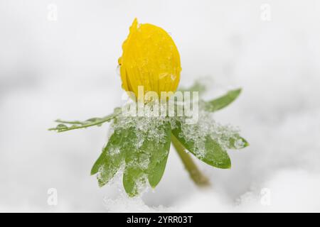 Aconite d'hiver, Eranthis hyemalis, plante à fleurs dans la neige, Schleswig-Holstein, Allemagne Banque D'Images