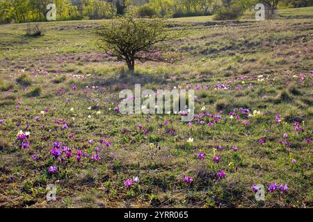 Iris nain européen, iris nain, Iris pumila, fleurs jaunes et violettes, Burgenland, Autriche Banque D'Images