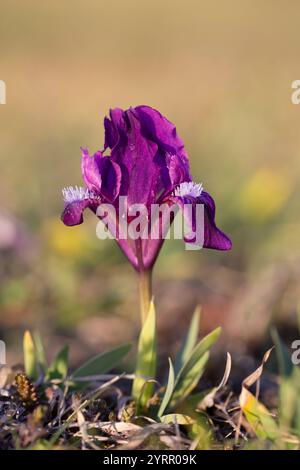 Iris nain européen, iris nain, Iris pumila, fleur violette, Burgenland, Autriche Banque D'Images