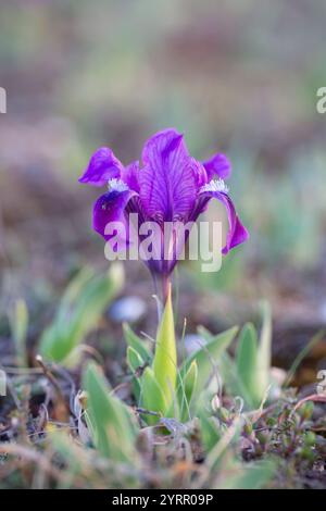 Iris nain européen, iris nain, Iris pumila, fleur violette, Burgenland, Autriche Banque D'Images