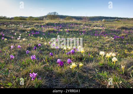 Iris nain européen, iris nain, Iris pumila, fleurs jaunes et violettes, Burgenland, Autriche Banque D'Images