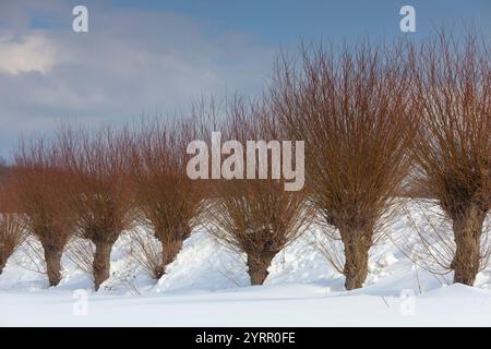 Saule blanc, Salix alba, avenue du saule dans la neige, hiver, Mecklembourg-Poméranie occidentale, Allemagne Banque D'Images