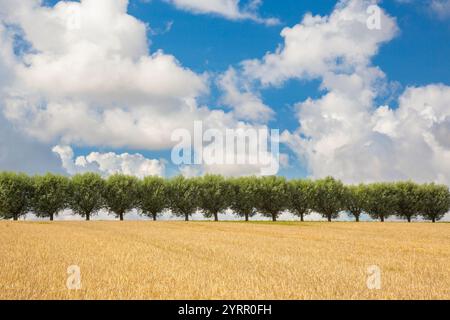 Saule blanc, Salix alba, avenue, Skane, Suède Banque D'Images