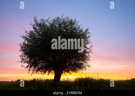 Saule blanc, Salix alba, arbre au coucher du soleil, Skane, Suède Banque D'Images