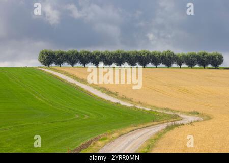 Saule blanc, Salix alba, avenue, Skane, Suède Banque D'Images