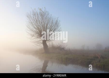 Saule blanc, Salix alba, saule dans la brume matinale, printemps, basse-Saxe, Allemagne Banque D'Images