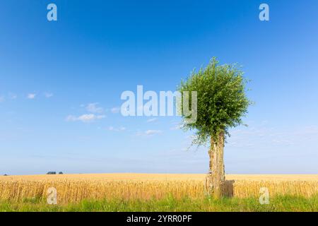 Saule blanc, Salix alba, saule solitaire, Skane, Suède Banque D'Images