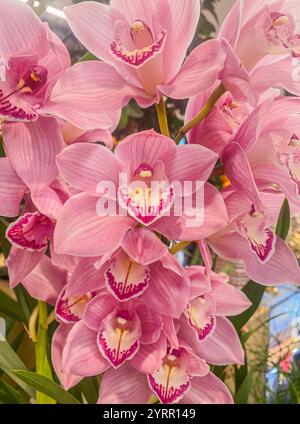 Orchidée de bateau (Cymbidium cv) dans une serre. Belles fleurs d'orchidée Pink Cymbidium. Gros plan de belles fleurs d'orchidée de bateau rose. Banque D'Images