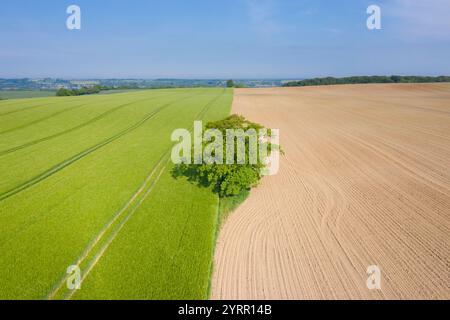 Chêne pédonculé, Quercus robur, chêne solitaire, Mecklembourg-Poméranie occidentale, Allemagne Banque D'Images