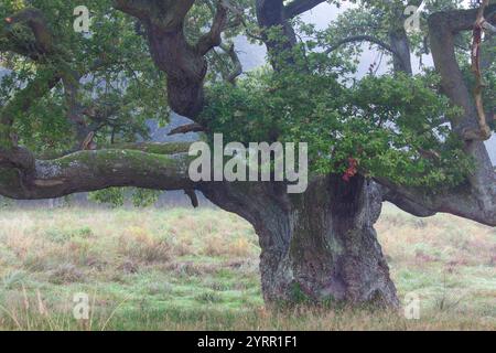 Chêne pédonculé, Quercus robur, chêne solitaire, automne, Danemark Banque D'Images