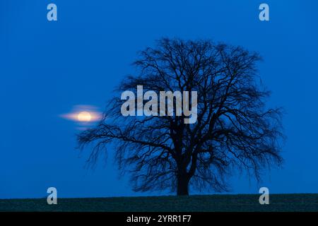 Chêne pédonculé, Quercus robur, chêne solitaire avec lune, Mecklembourg-Poméranie occidentale, Allemagne Banque D'Images
