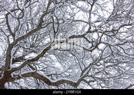 Chêne pédonculé, Quercus robur, branches enneigées, hiver, Suède Banque D'Images