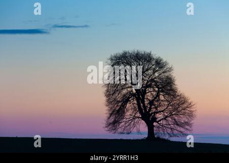 Chêne pédonculé, Quercus robur, chêne solitaire au coucher du soleil, Mecklembourg-Poméranie occidentale, Allemagne Banque D'Images