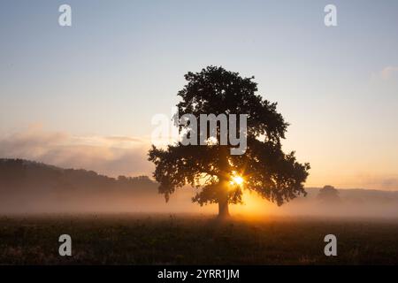 Chêne pédonculé, Quercus robur, chêne solitaire dans la brume matinale, Skane, Suède Banque D'Images
