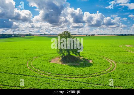 Chêne pédonculé, Quercus robur, chêne solitaire dans un champ, Skane, Suède Banque D'Images