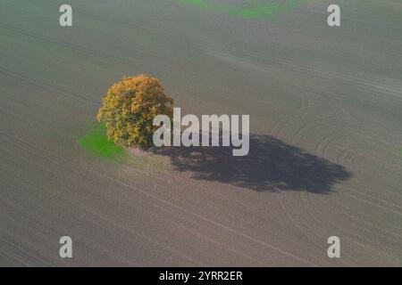 Chêne pédonculé, Quercus robur, chêne solitaire dans un champ, Schleswig-Holstein, Allemagne Banque D'Images