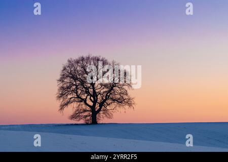Chêne pédonculé, Quercus robur, chêne solitaire au coucher du soleil, Mecklembourg-Poméranie occidentale, Allemagne Banque D'Images